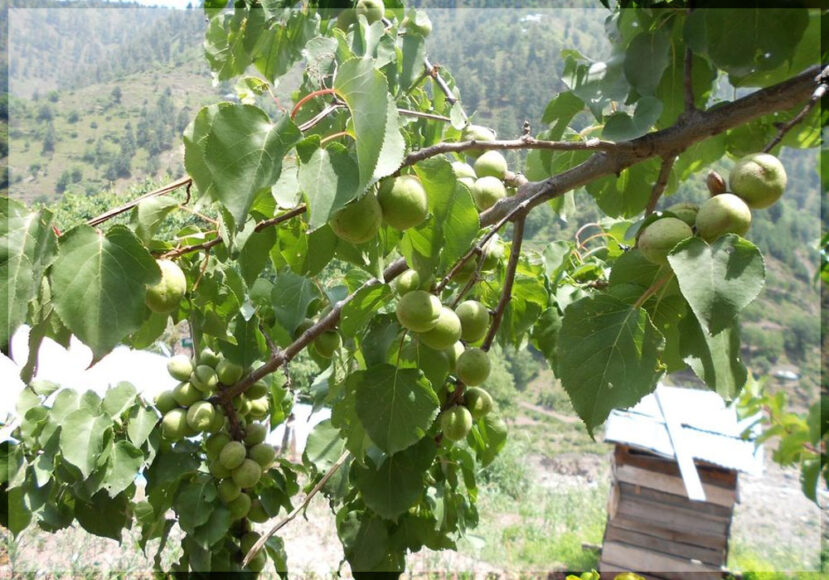 Spring Season In Ghanool Valley